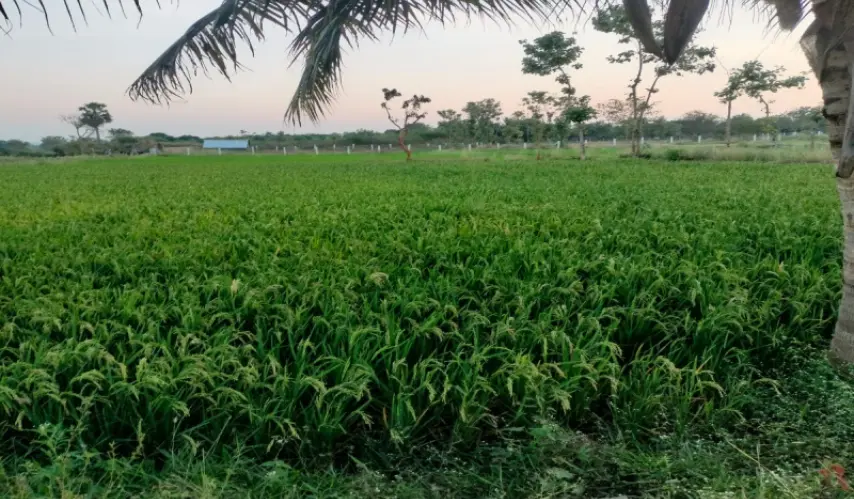 farm-land-for-sale-in-thiruvallur-kevin-jose-farms
